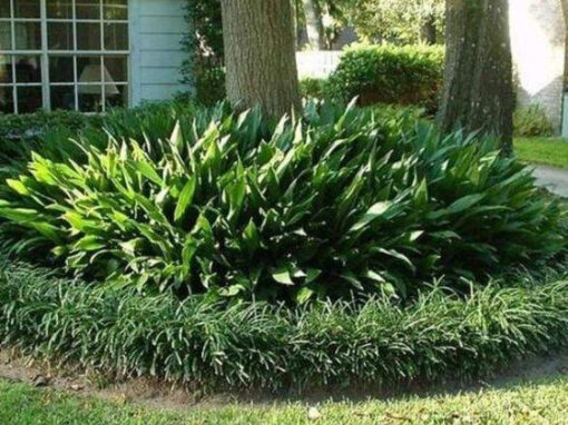 Cast Iron Plant