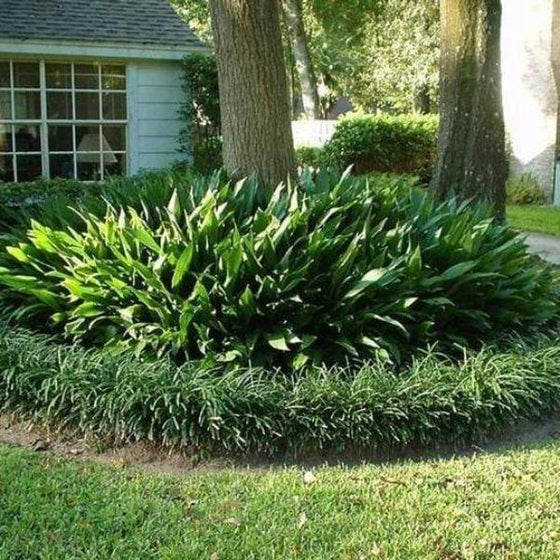 cast iron plant x progressive