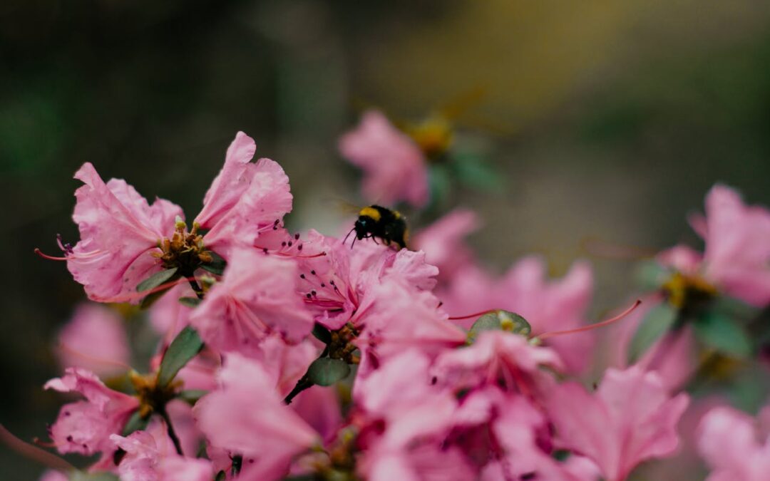 How to Attract Pollinators to Your Garden