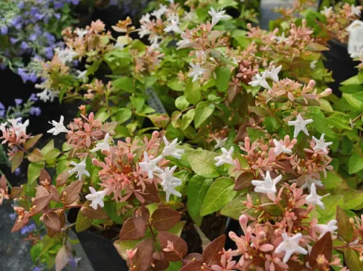 Peach Perfection Abelia