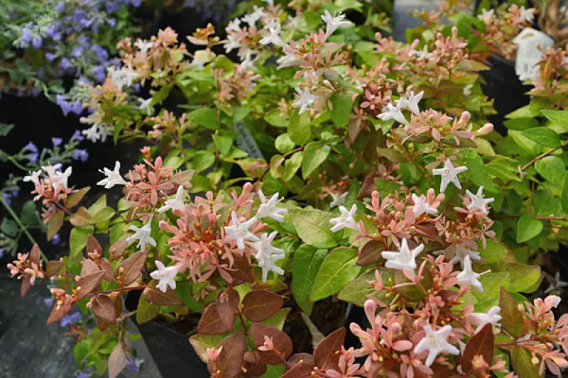 Abelia Peach Perfection Abelia
