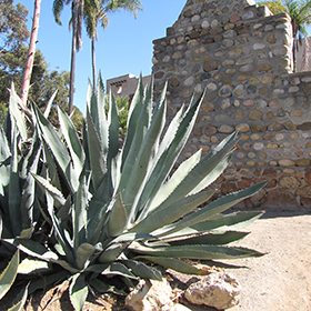 Agave