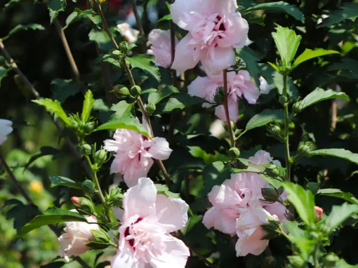Althea (Rose of Sharon)