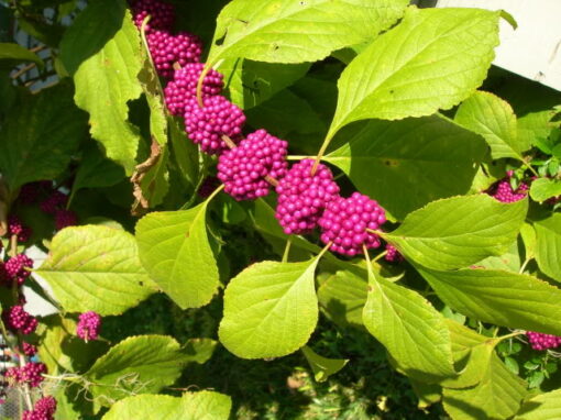 American Beautyberry (French Mulberry)