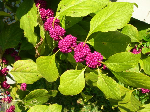 American Beautyberry