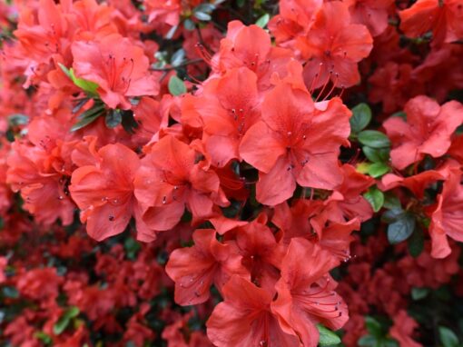 Amaghasa Azalea