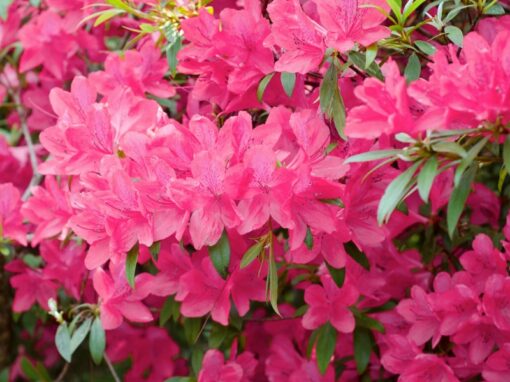 Chinzan Azalea