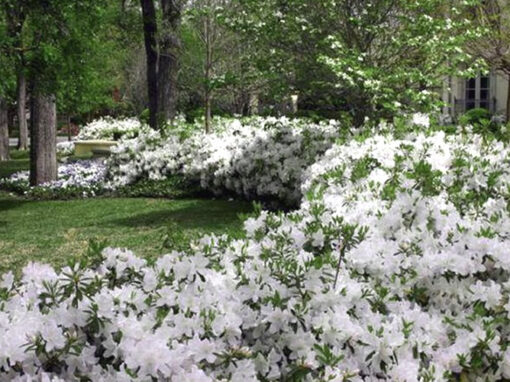 G.G.Gerbing Azalea