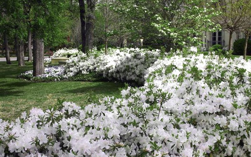 Azalea GG Gerbing