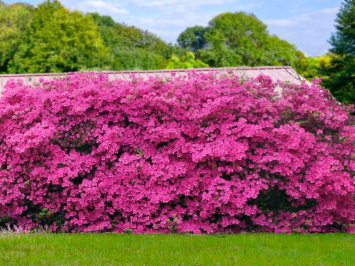Wakebushi Azalea