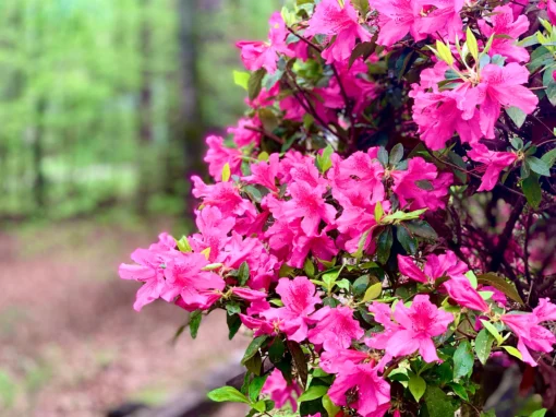 Formosa Pink Azalea