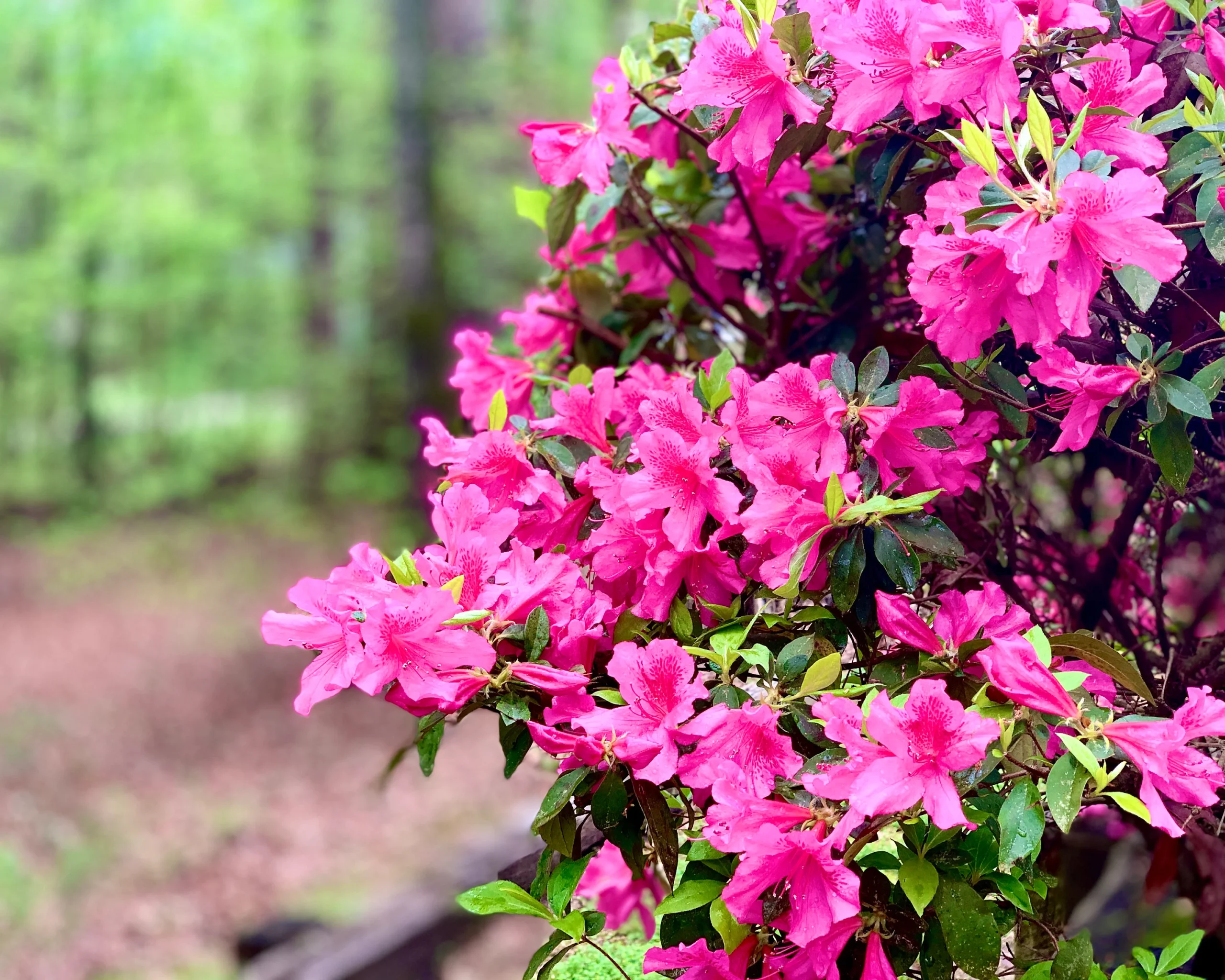Azalea Pink Formosa