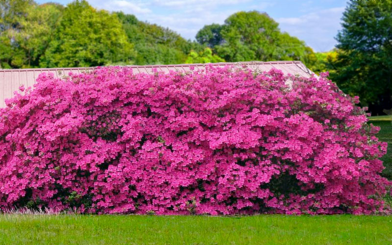Azalea Pink Formosa