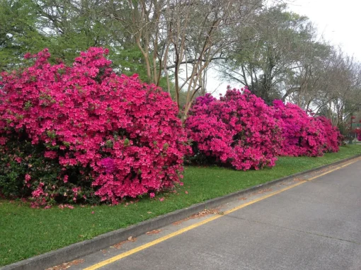 Formosa Red Azalea