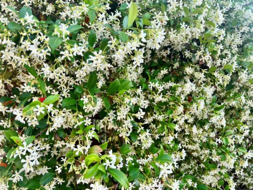 Confederate Jasmine