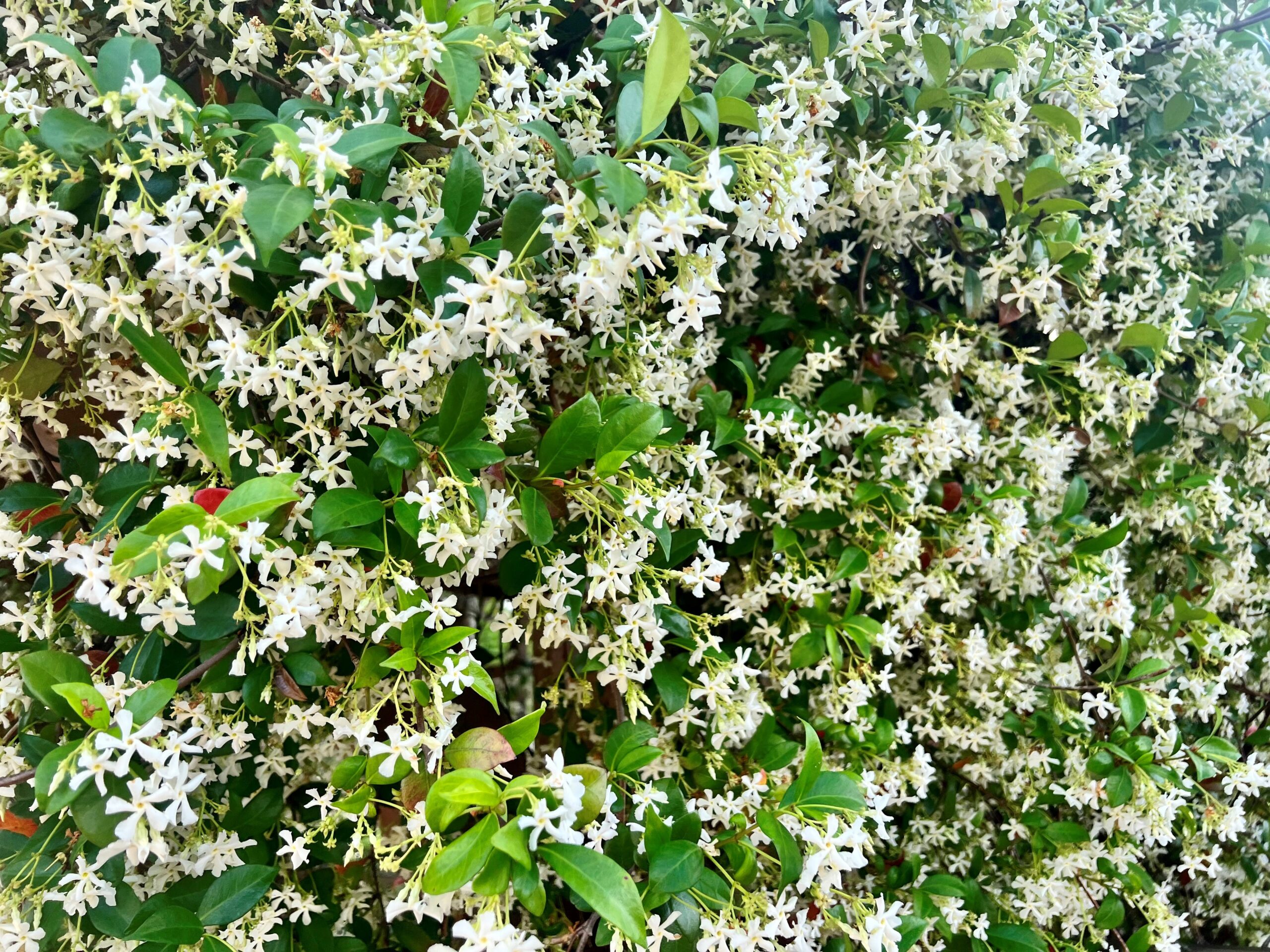 Confederate Jasmine