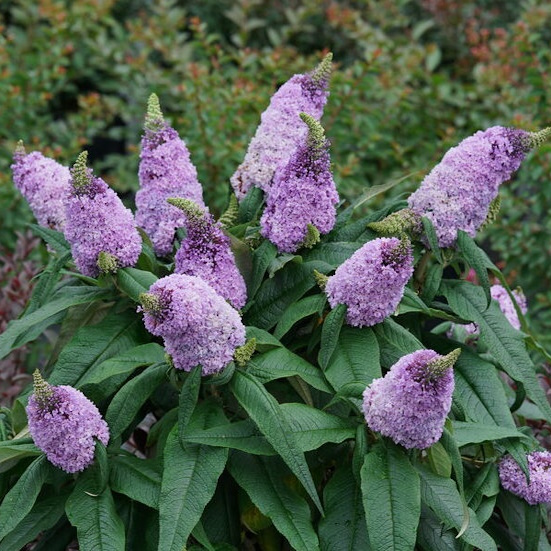 Dwarf Butterfly Bush