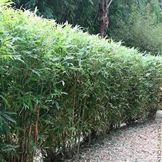 Fernleaf Bamboo