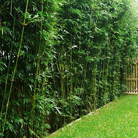 Fernleaf Bamboo
