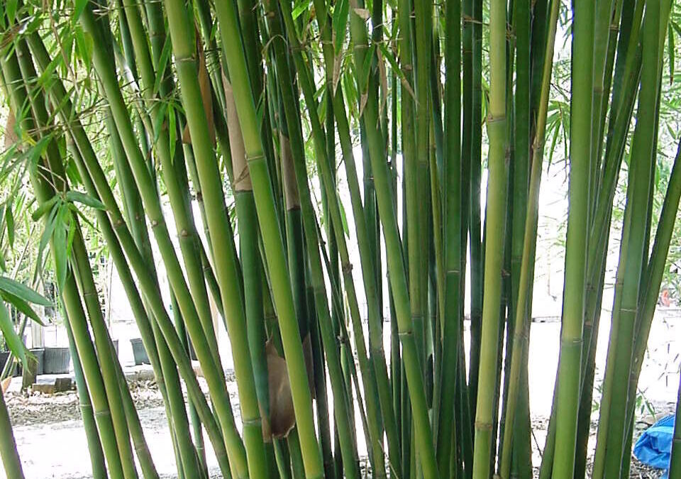 Clumping Bamboo