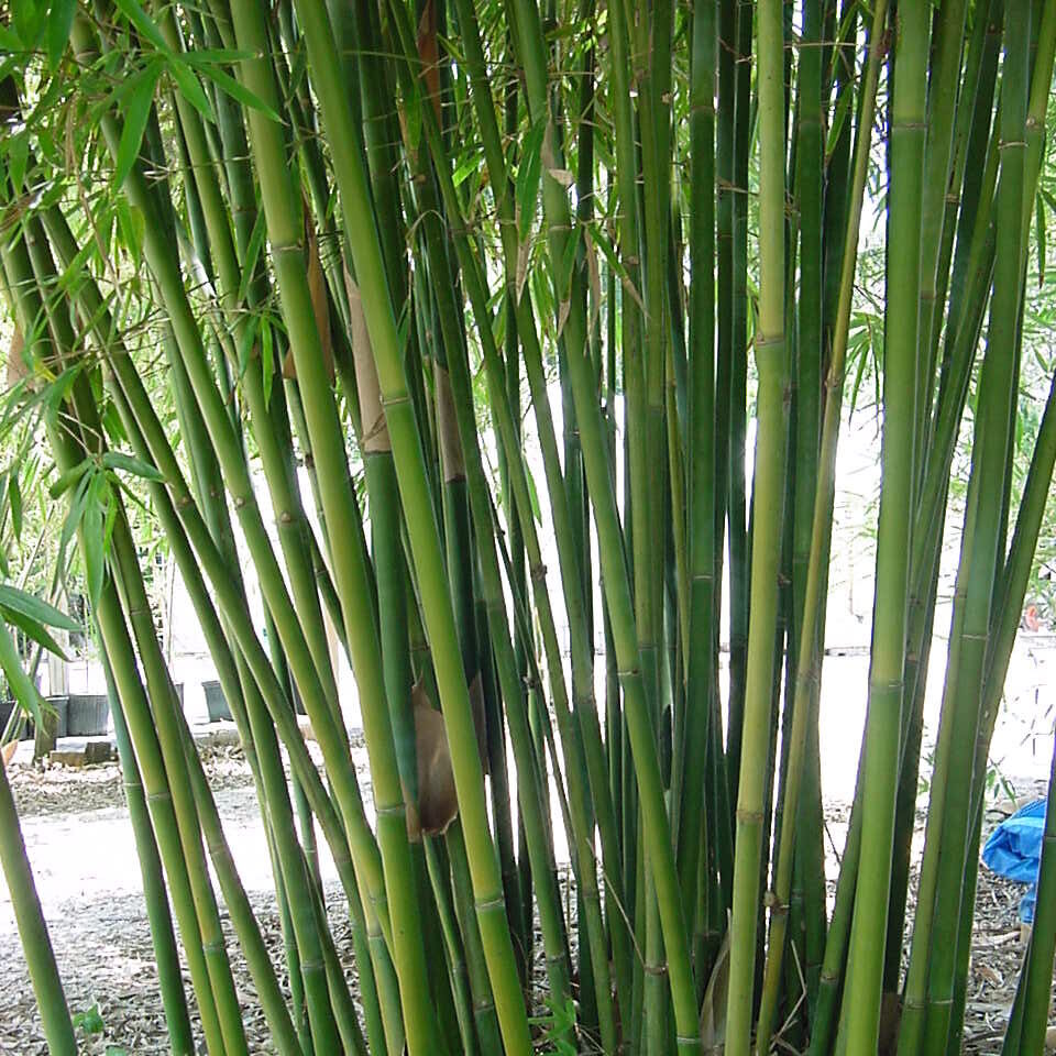 Graceful Bamboo e