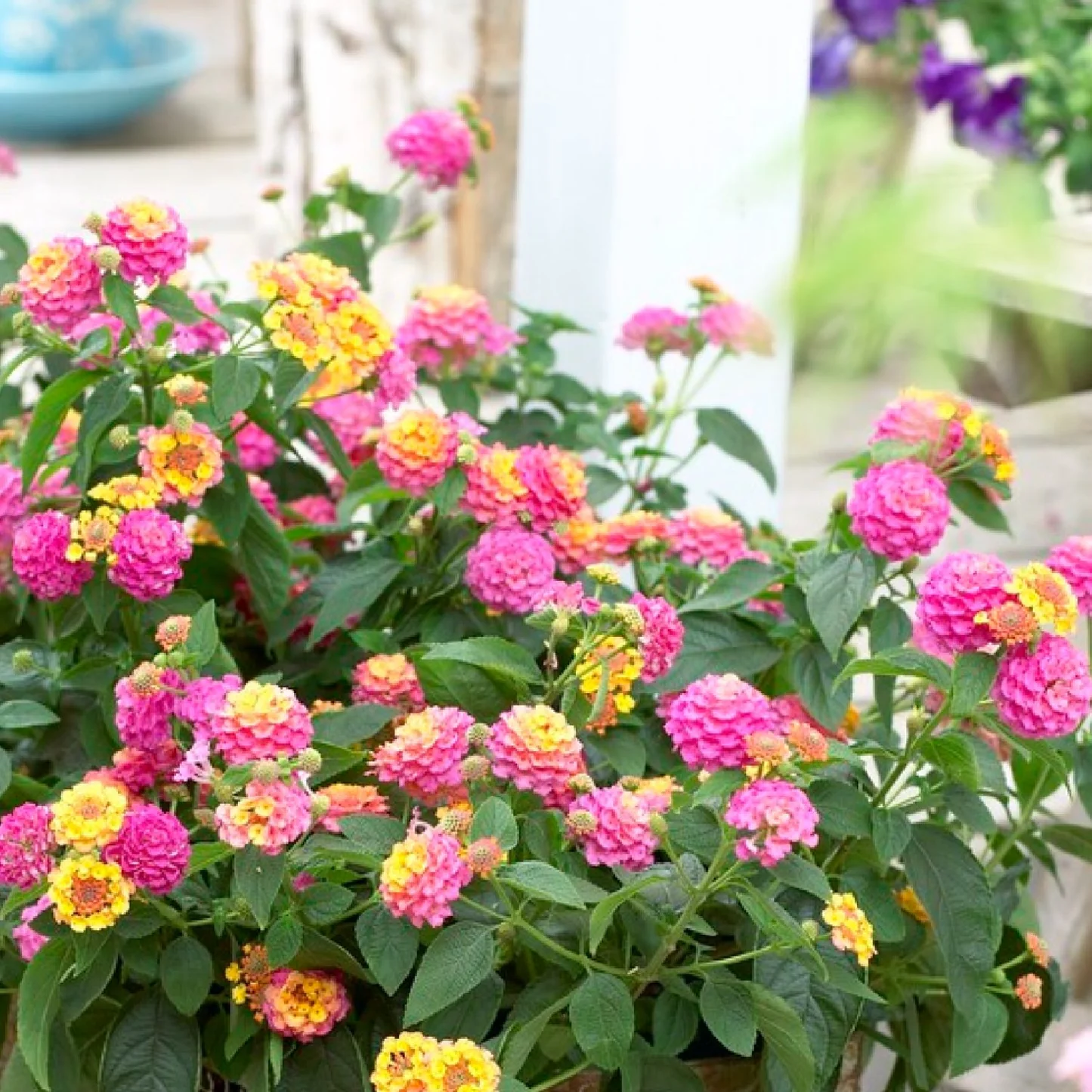 Lantana Pink