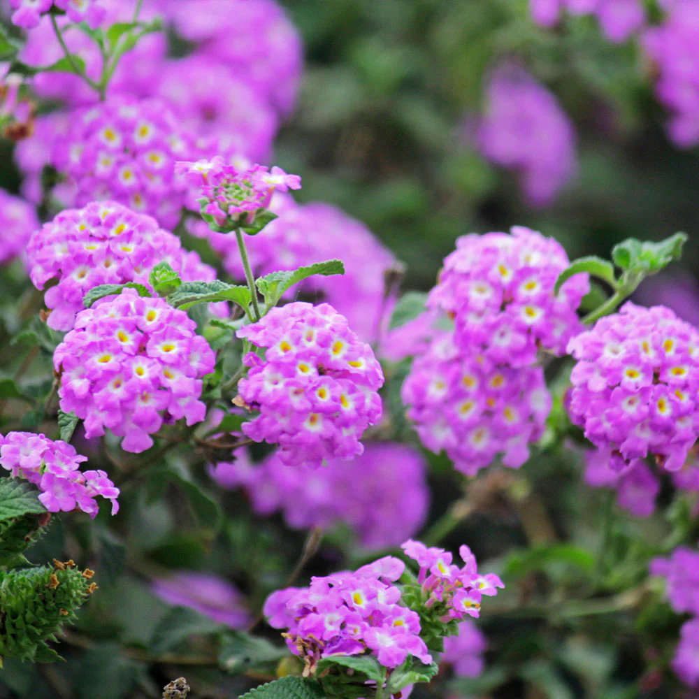 Lantana Purple