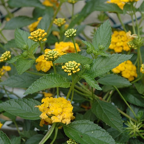 Lantana