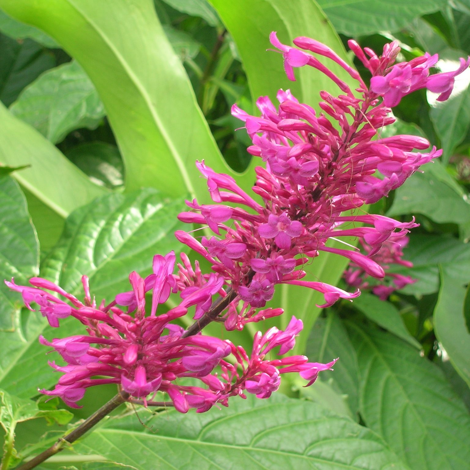 Lavender Firespike