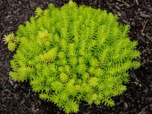 Lemon Ball Sedum
