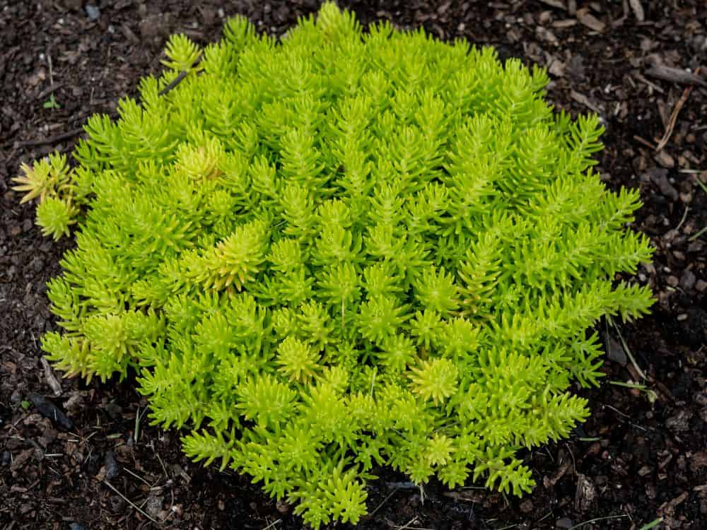 Lemon Ball Sedum