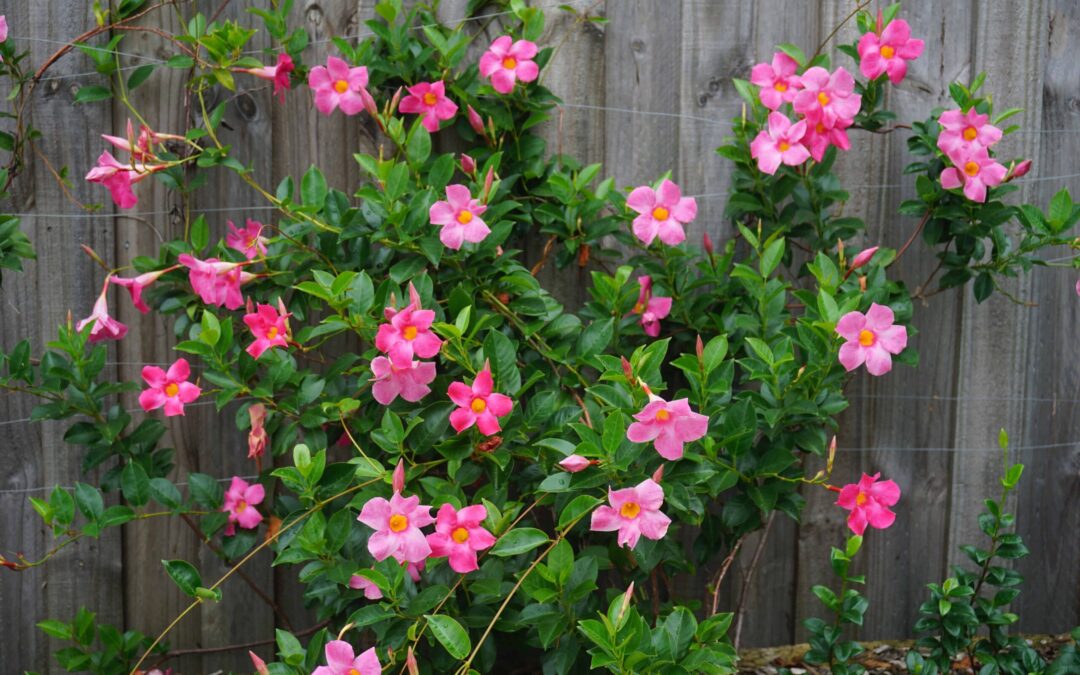Mandevilla Vine (trellised)