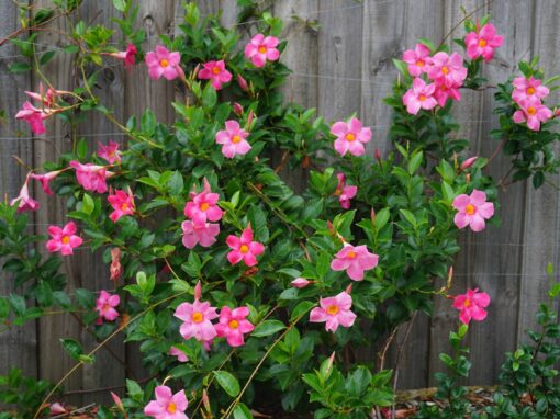 Mandevilla Vine (trellised)