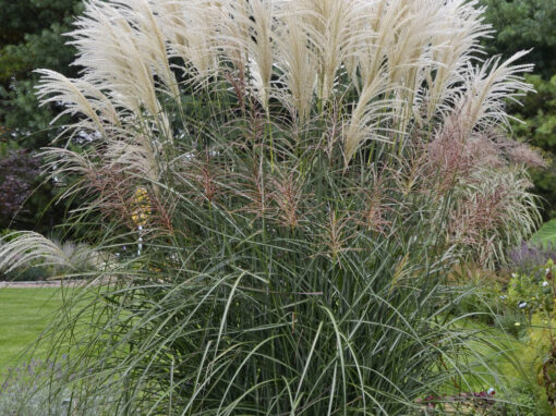 Variegated Mescanthus Grass