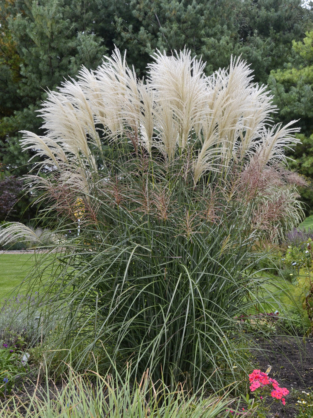 Miscanthus