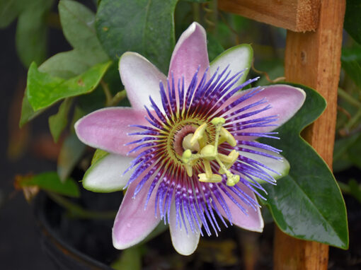 Passion Flower