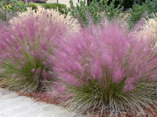 Pink Muhly Grass