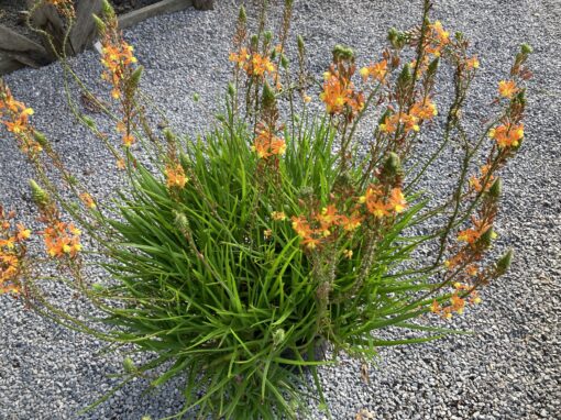 Rock Lilly (Orange Bubline)