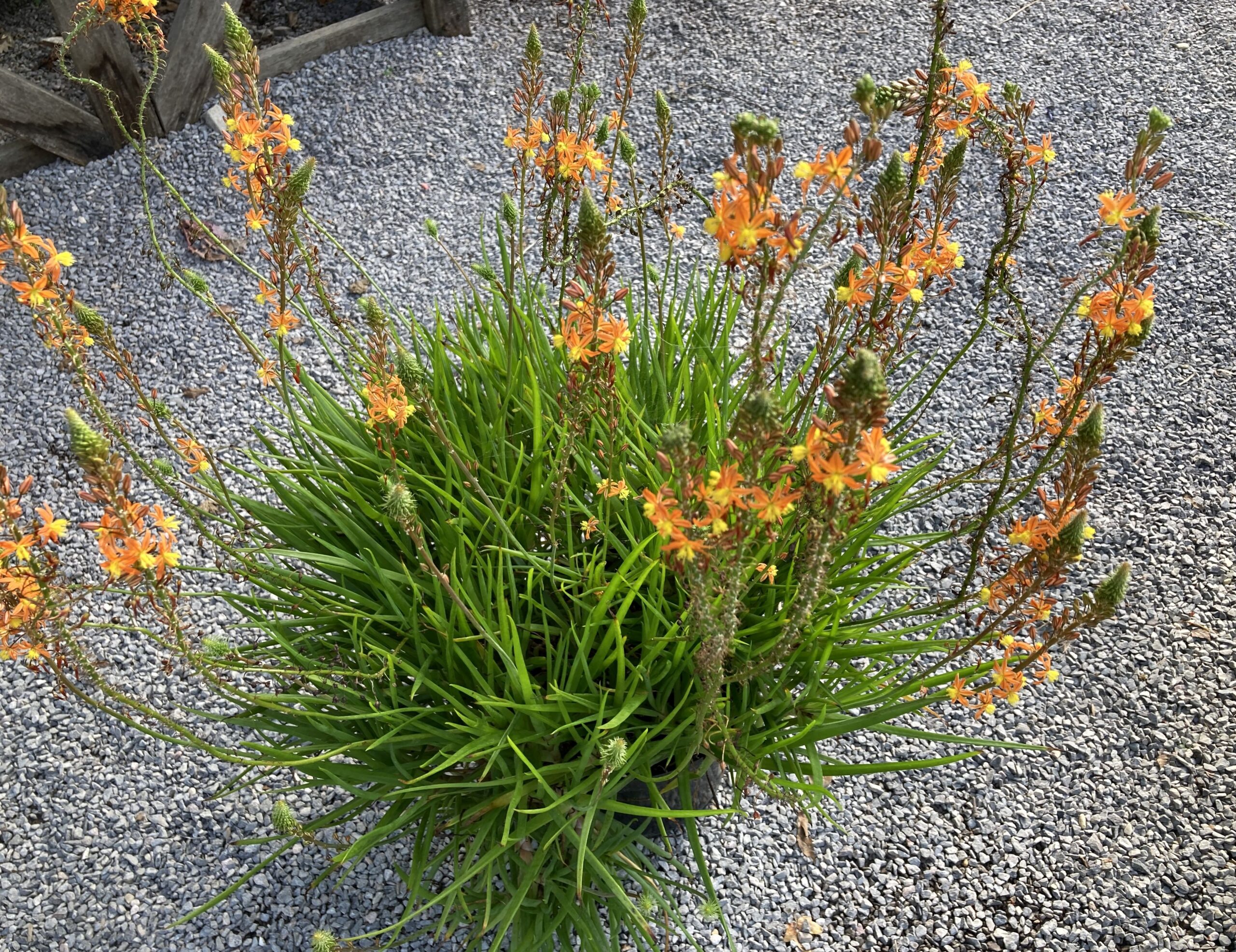 Rock Lilly (Orange Bubline)
