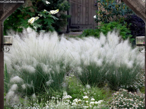 White Muhly Grass