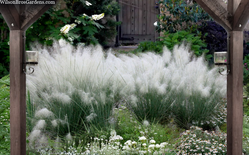 White Muhly Grass