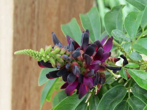 Evergreen Wysteria