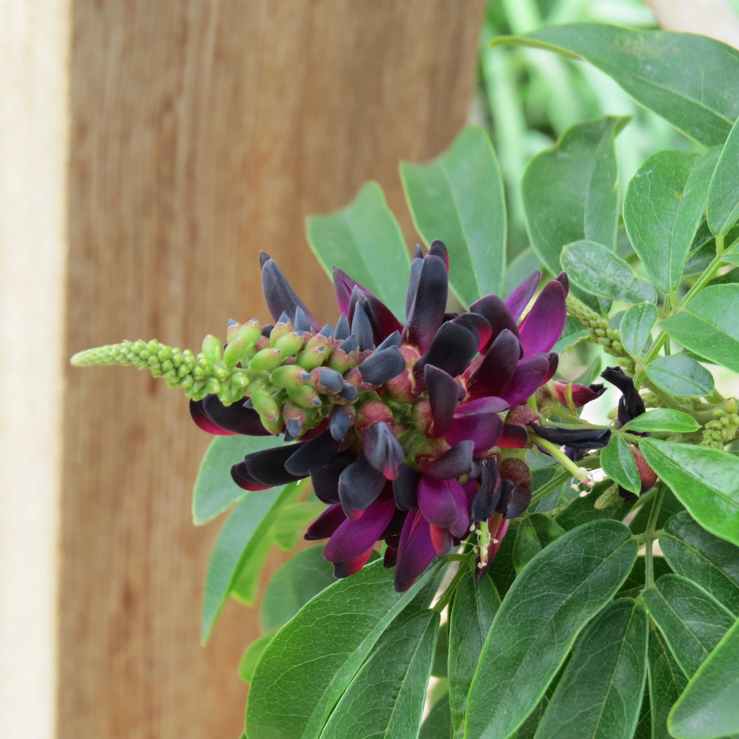 Wysteria Evergreen