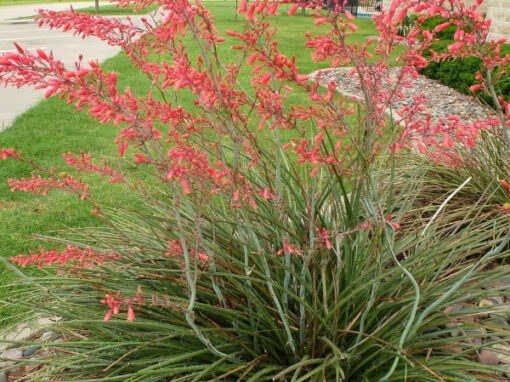 Yucca Red