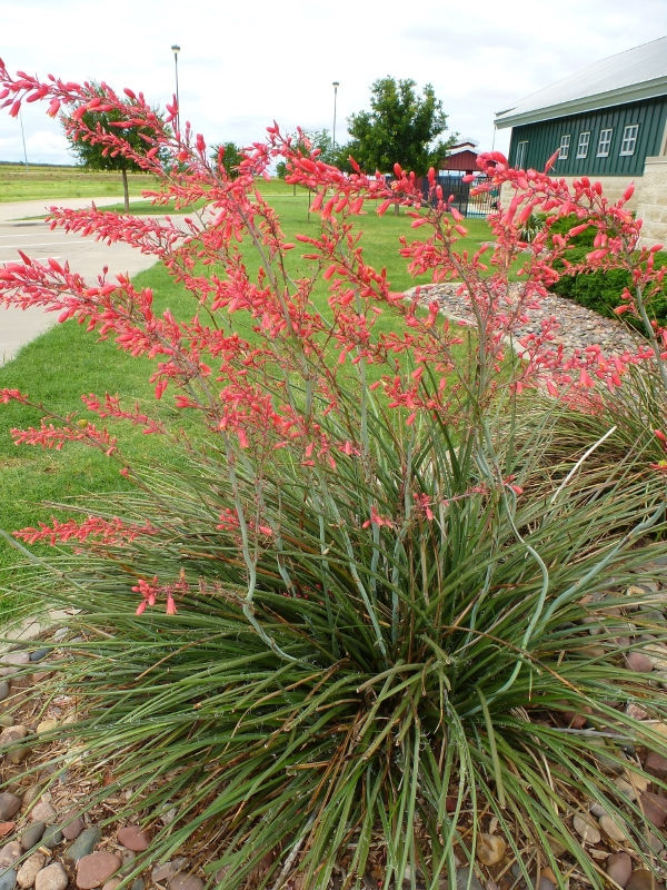 Yucca Red