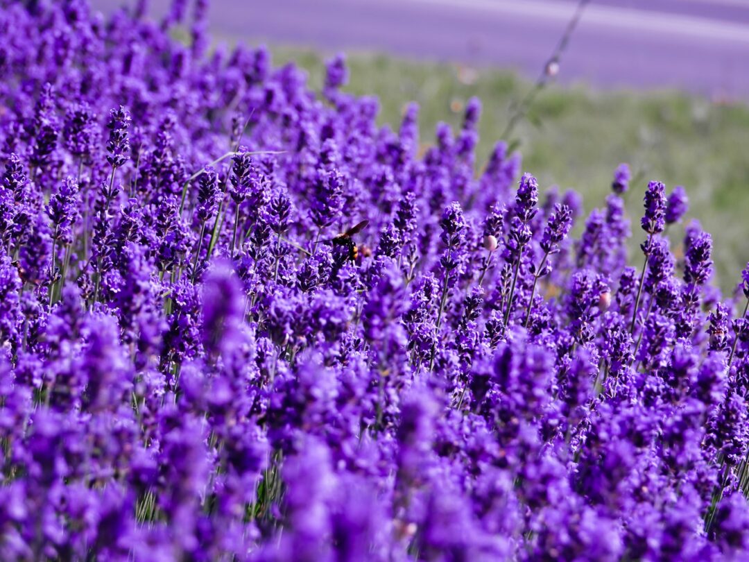 Perennials