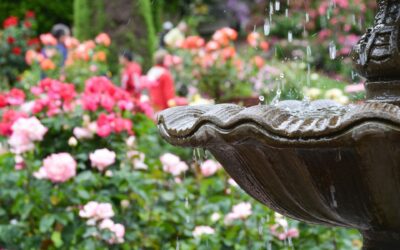 Soundscapes: Using Water to Enhance Your Garden