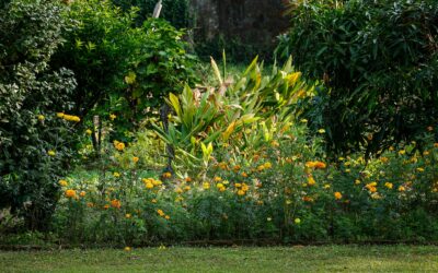 Designing a Visual Feast with Colorful Plants