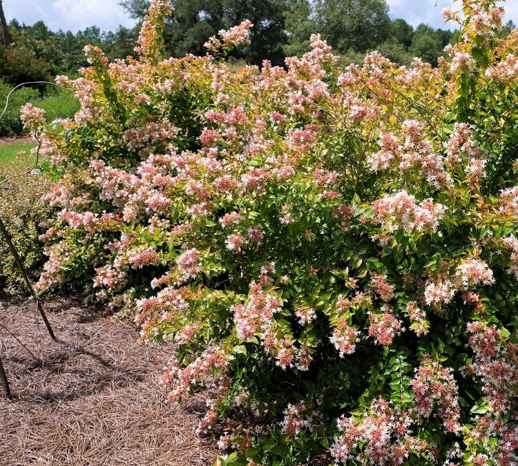 Shrubs