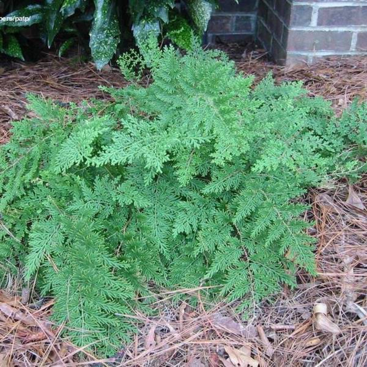 Arborvite Fern